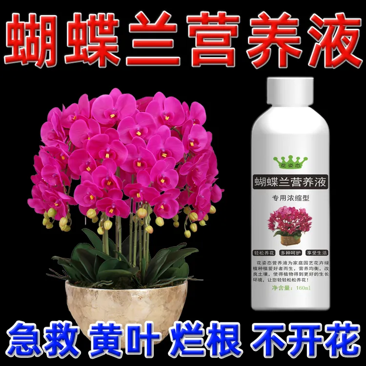 蝴蝶兰不长花剑营养液兰花水培蝴蝶兰烂根肥料专用肥催芽剂催花箭