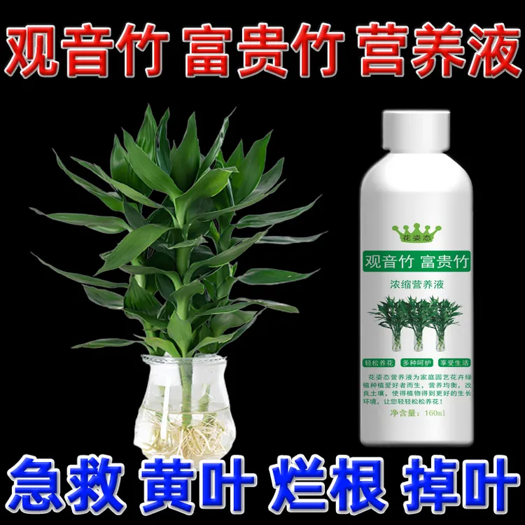 富贵竹叶子发黄营养液水培专用观音竹营养液开运竹肥料黄叶烂根