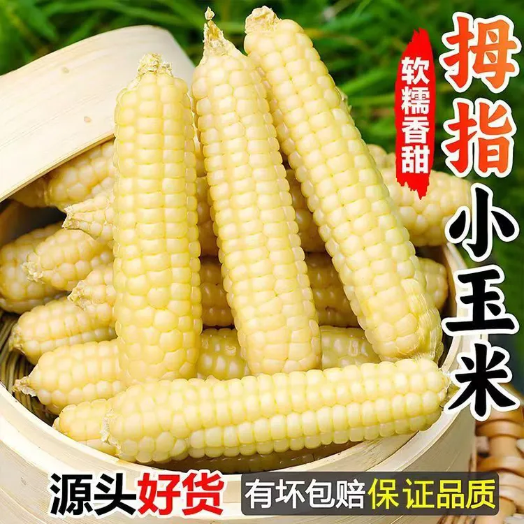 西双版纳傣族拇指小玉米条甜糯手指小玉米