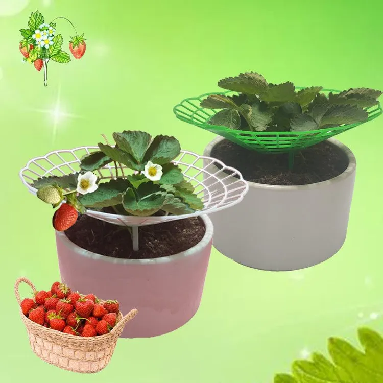 草莓种植架支架太阳花花架果实防腐防烂草莓支架托架草莓支撑架