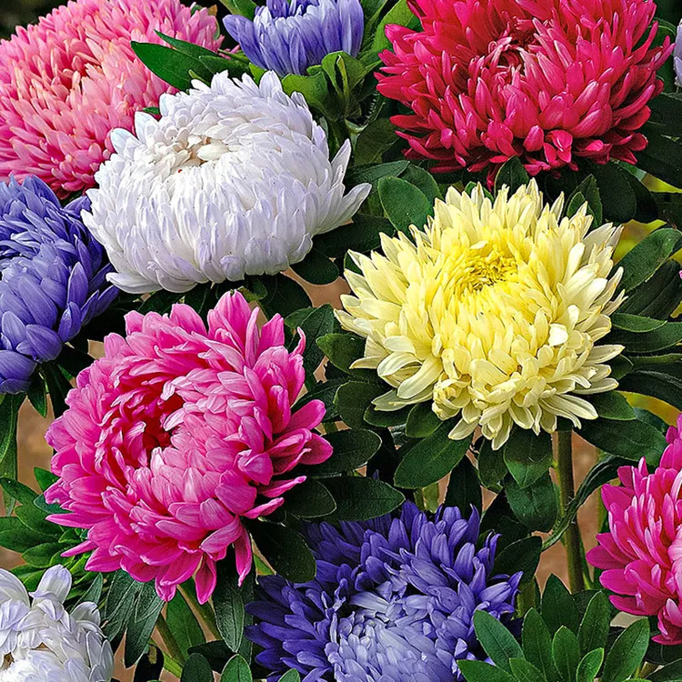 翠菊花糖果菊四季播种花卉种子花籽室内盆栽植物花草新手易活春季