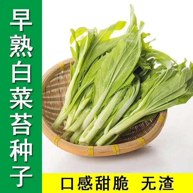 白菜苔种子香甜早熟白菜苔种籽阳台庭院种植菜籽易种