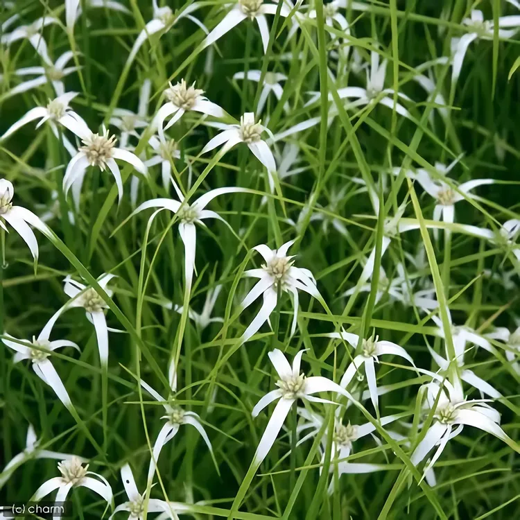 【1物1拍】星光草一加仑盆栽/白鹭菀--可地栽可水培/耐热耐寒多年生