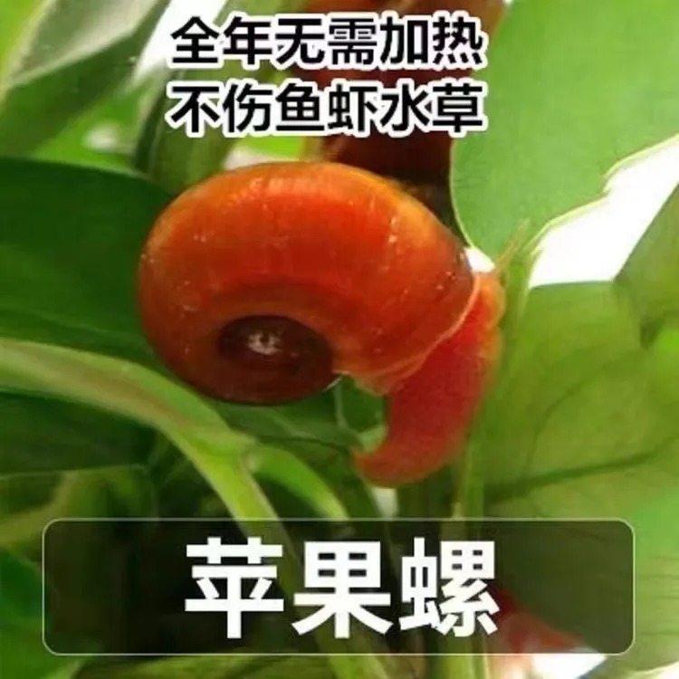观赏螺宠物蜗牛苹果螺鱼缸清洁除藻神器清理残食繁殖乌龟饲料活食