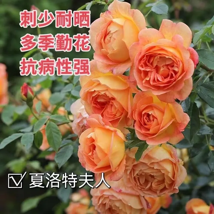 欧洲月季夏洛特夫人树桩月季多季节循环开花庭院阳台绿植种植