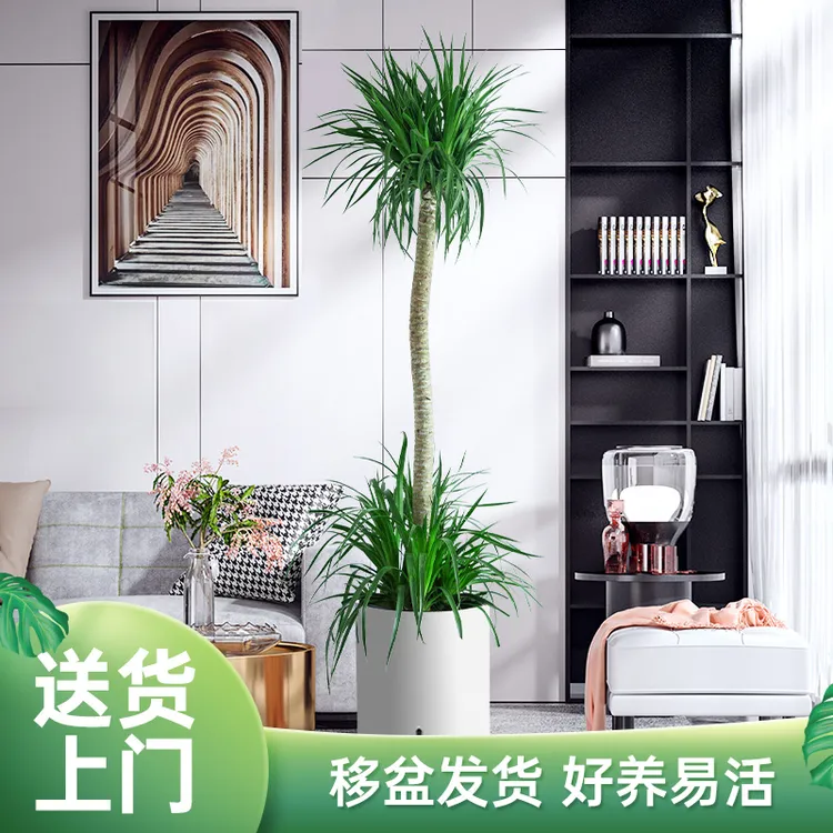 龙血树龙须大型植物室内吸甲醛绿植网红植物办公室书房叶片翠绿