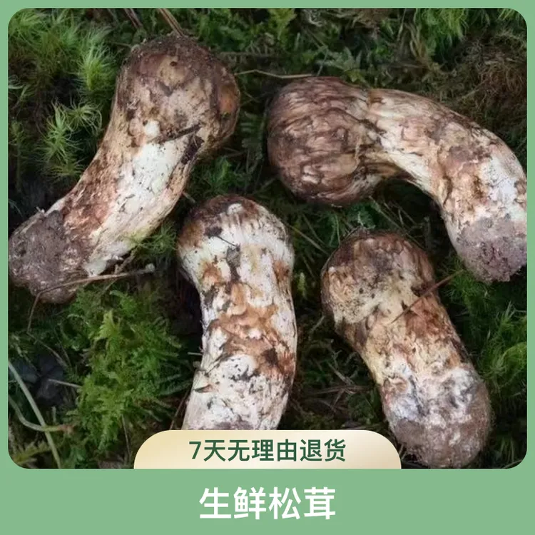 只限今天现货现发尝甘孜州小金松茸雅江鲜松茸非云南松茸新鲜煲汤