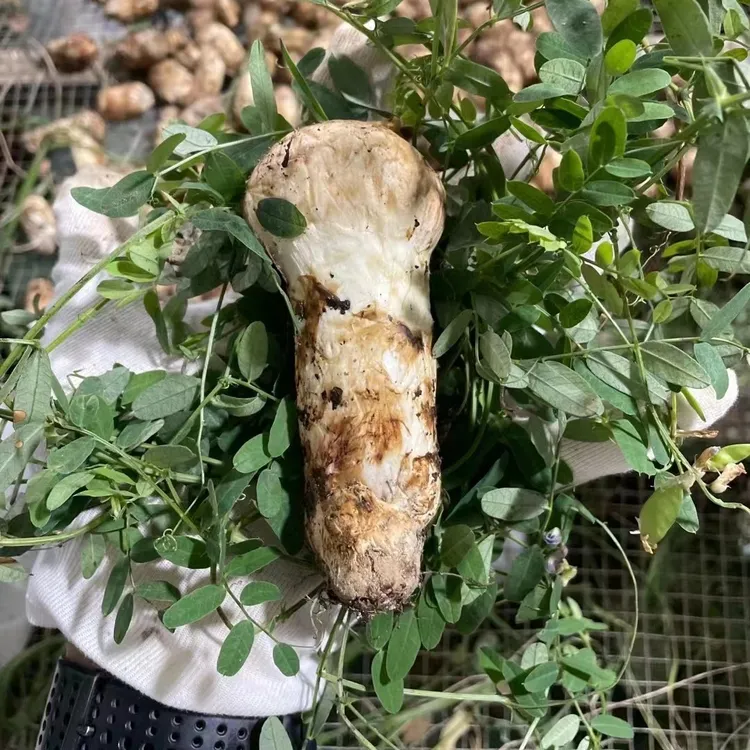 现货现发甘孜州雅江松茸新鲜松茸菌非云南松茸炖汤泡酒