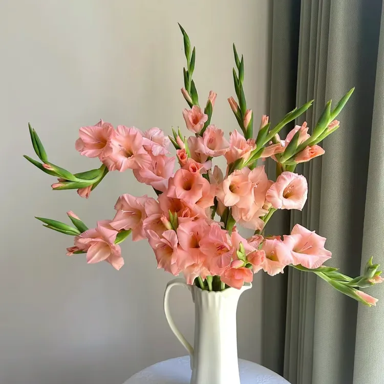 【杨鹏鲜花】粉色剑兰 云南鲜花包邮