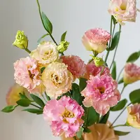 【杨鹏鲜花】鸡尾酒香槟 洋桔梗   云南鲜花包邮
