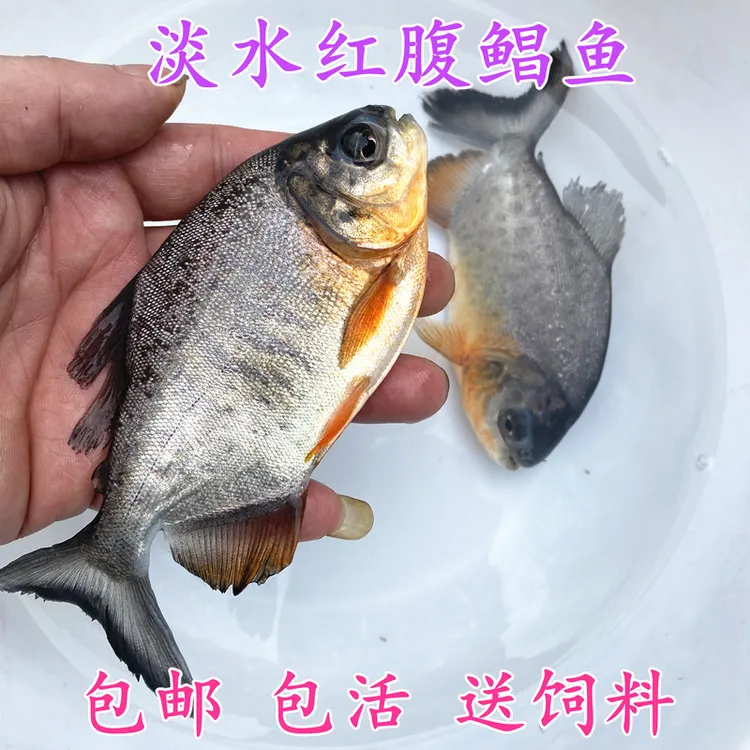 红腹鲳鱼虎鱼鱼的近亲红鲳鱼观赏鱼水族馆鱼凶性热带鱼