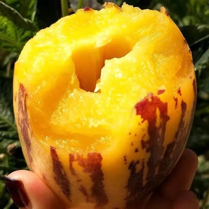 LY甘肃民勤沙漠人参果带箱5斤150g起7-15枚黄肉熟果低糖现摘现发