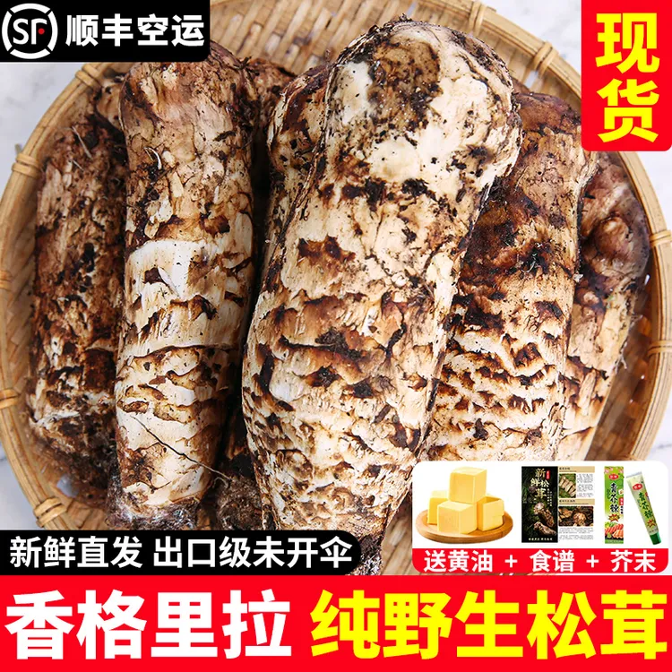 云南精选野生松茸香格里拉新鲜松茸云南野生菌新鲜菌菇顺丰包邮