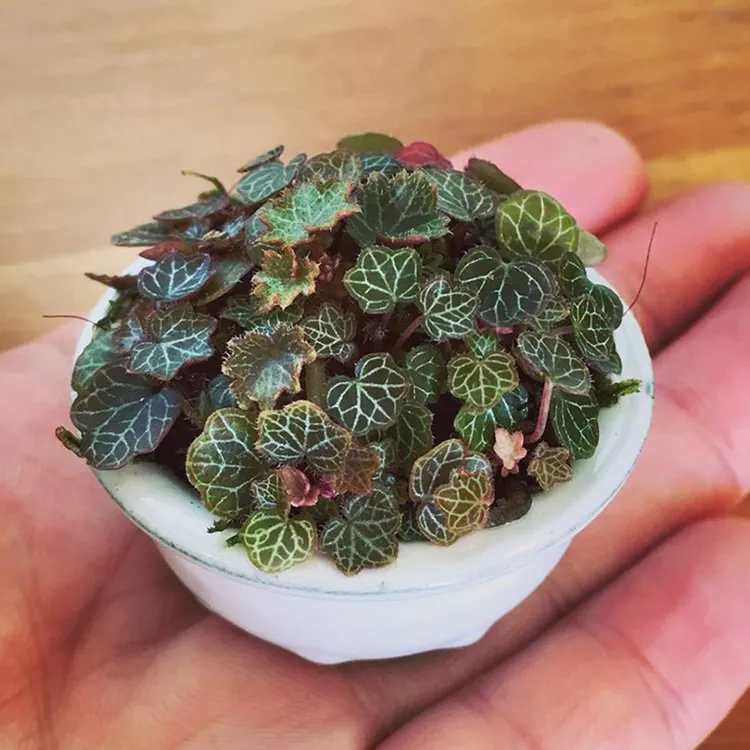 姬虎耳草迷你盆栽绿植微型观叶桌面山野草微景观七变化御所车