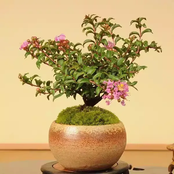 姬紫薇紫花红花白花素材老桩盆景绿植阳台庭院百日紅掌上盆栽