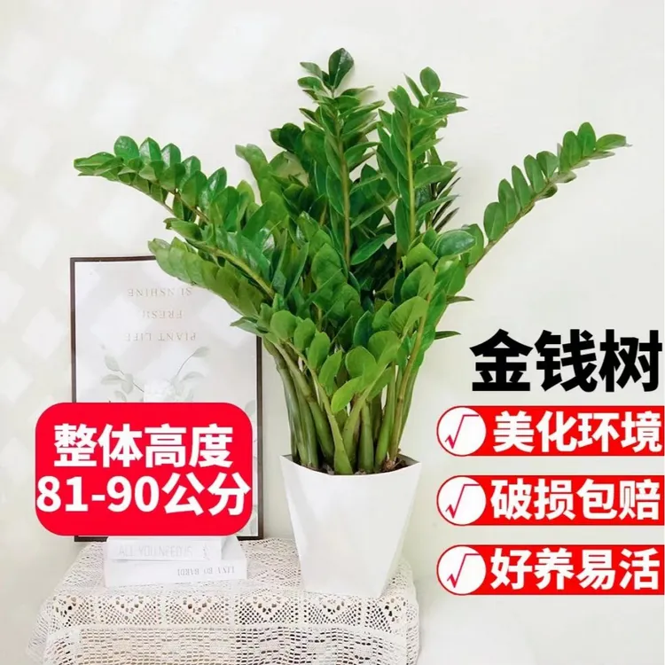 金钱树摇钱树12-15颗苗净化空气植物客厅绿植办公室内盆栽办公室
