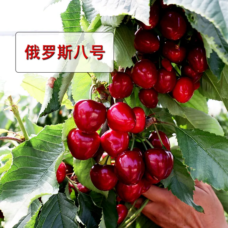 吉塞拉根系樱桃一年苗（1公分粗度），组培根系，早丰产，成活率高