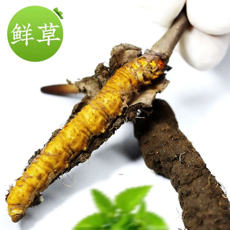 2024年【中大草】西藏直发野生新鲜冬虫夏草30-100根送10根