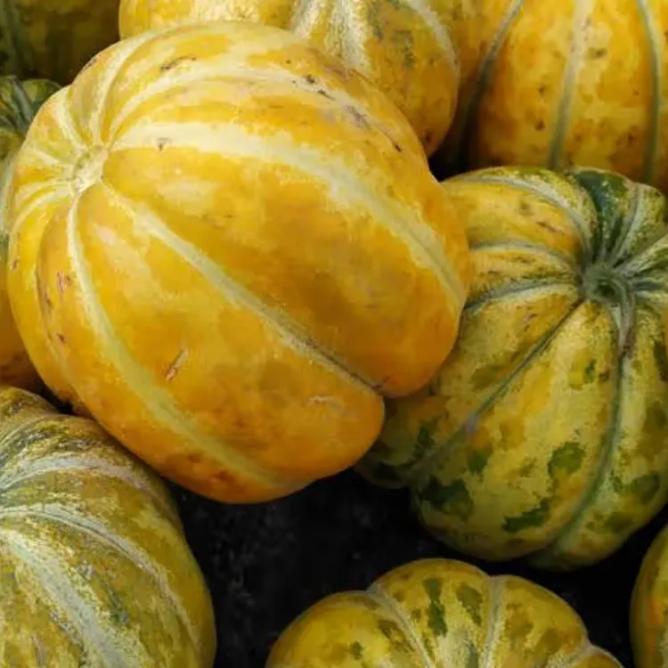 黄皮面瓜种子老品种花皮面瓜种籽露地生吃甜瓜香瓜四季播蔬菜种子