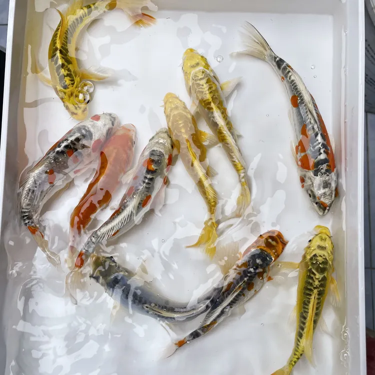 ④14-16cm [五条】观赏鱼 精品锦鲤 淡水鱼 德龙 冷水鱼