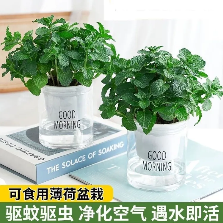 薄荷盆栽可食用四季常青水培皱叶留兰香花卉室内办公室驱蚊虫绿植