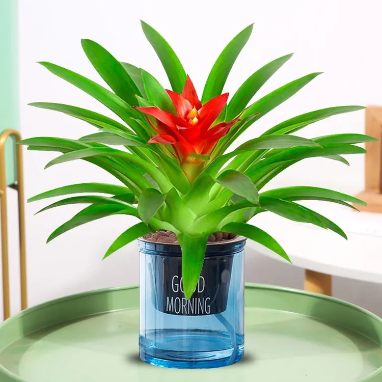 【特价抢购】鸿运当头绿植客厅盆栽盆栽花卉水培植物室内绿植鲜花