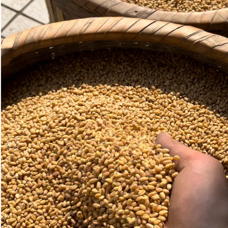 【5斤装】精选小麦/未加工/未清洗/包邮广安二哥