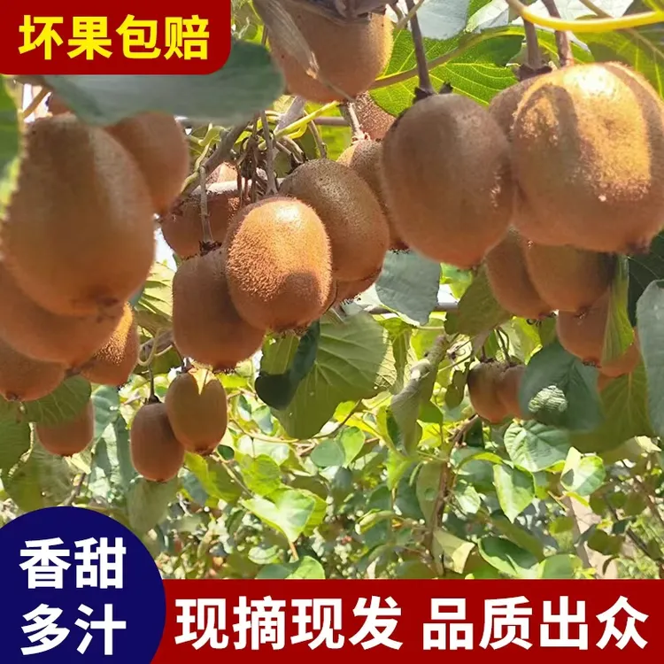 【小小果15枚】试吃装眉县新鲜绿心徐香猕猴桃果园甜美果香自产自销