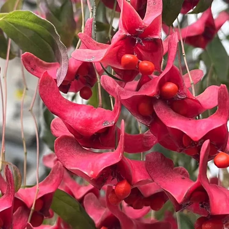 金丝吊蝴蝶花卉（摇钱树）盆栽地在阳台庭院南方北方皆可种植