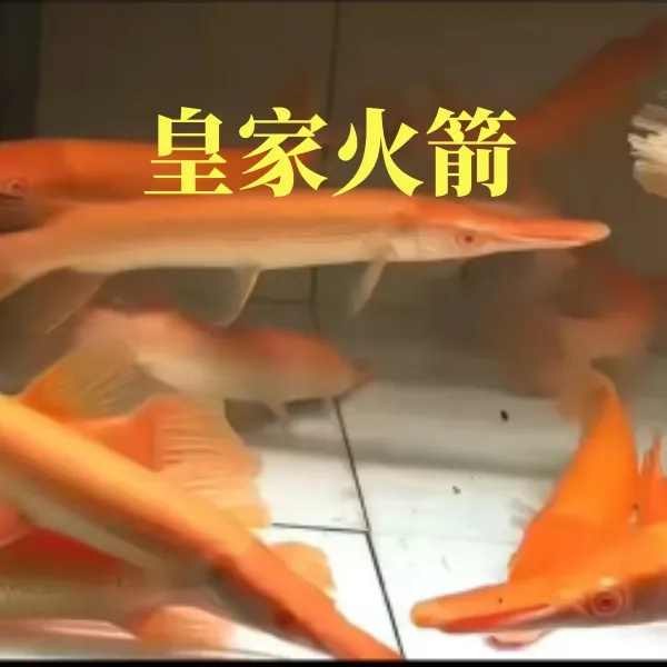 黄化火箭热带观赏鱼猛鱼一号皮实好养活体猛鱼雷龙鱼