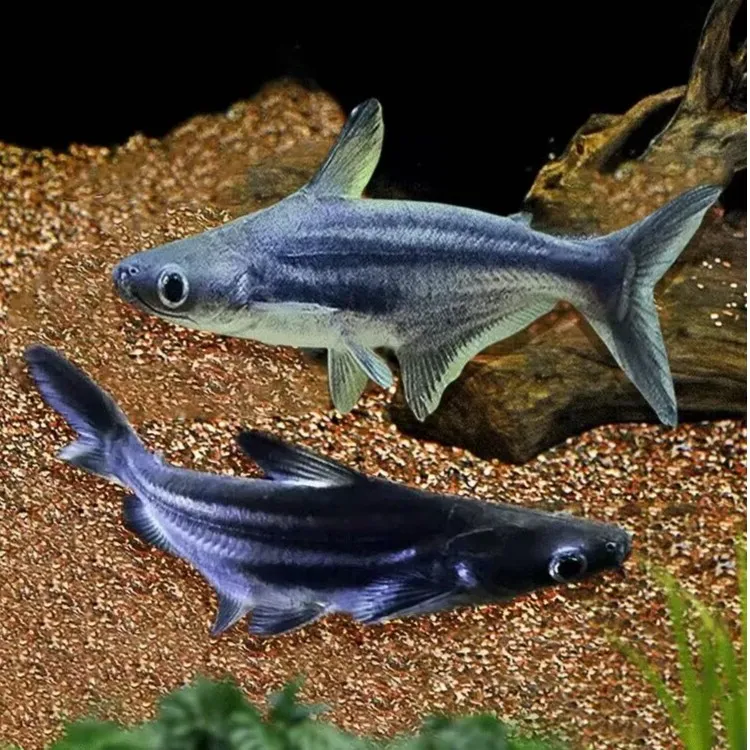 蓝鲨鱼热带淡水好养耐活不容易死蓝鲨可与小型热带鱼混养