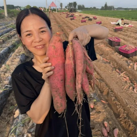 【沙地烤蜜薯】河南沙地西瓜红蜜薯红薯六鳌蜜薯地瓜番薯5/9斤包邮