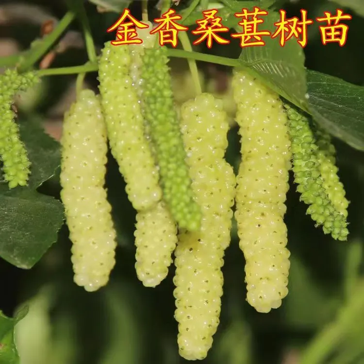 正宗白玉桑葚树苗四季种植原盆原土耐寒耐热当年结果长果桑果桑苗