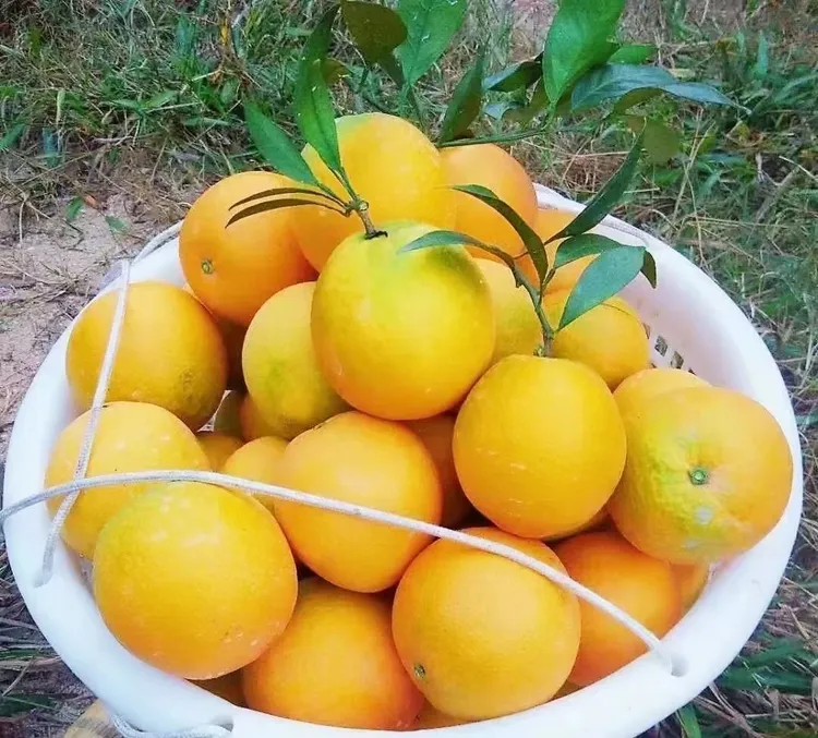 赣南脐橙新鲜孕妇水果多汁橙子产地直发九省包邮