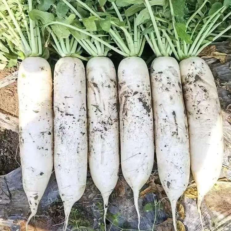 现挖白萝卜新鲜萝卜蔬菜农家自种生吃甜脆水果萝卜云南泡菜萝卜白