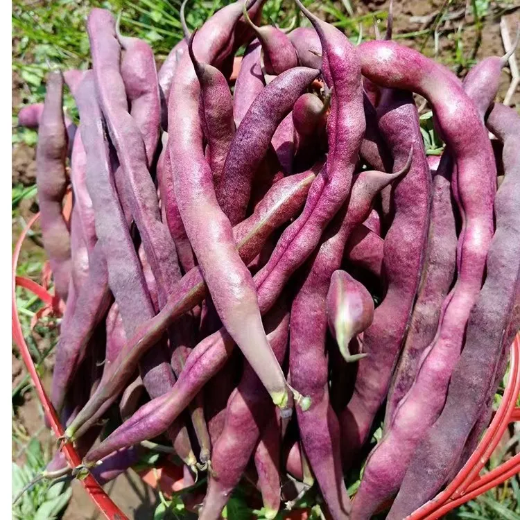 新鲜紫皮四季豆恩施现摘紫色豆角农家自种红芸豆时令蔬菜九粒红