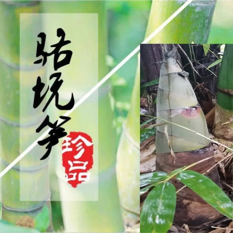 鲜笋清远特产骆坑笋竹笋干鲜嫩甜爽3包广东包邮