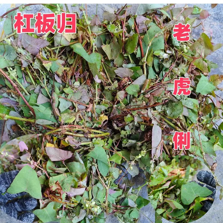 新鲜采摘的清远本地野生的杠板归老虎俐一斤包邮