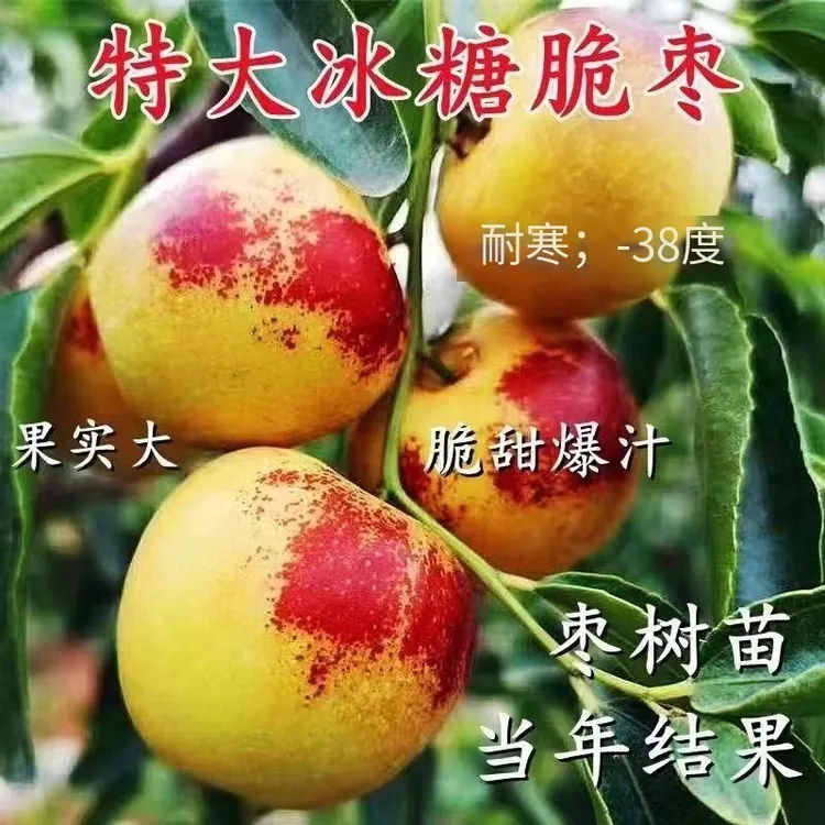 特大冰糖脆枣树苗新品种超甜无核早熟南北方种植盆栽地栽当年结果
