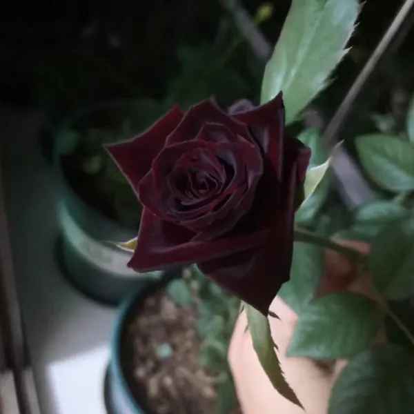 正版黑巴克 月季 超火 丝绒质感 根接，包对版 ￼