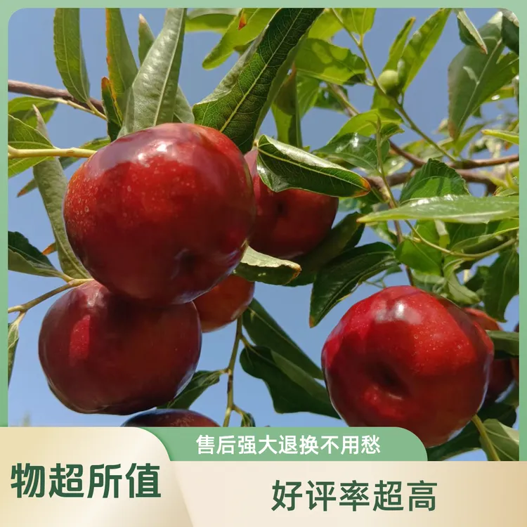 新疆蟠枣鲜枣现摘现发EMS顺丰空运