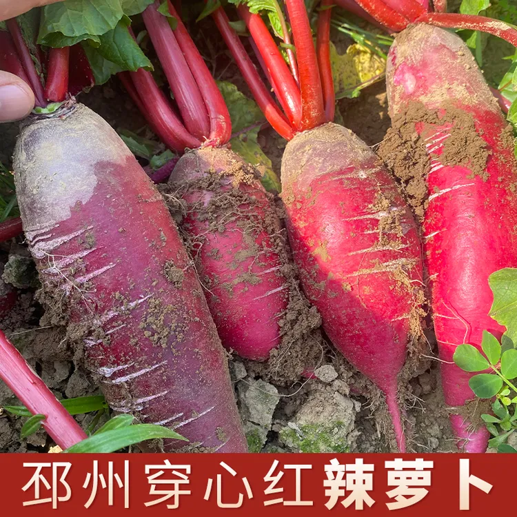 邳州辣萝卜新鲜穿心红萝卜现拔发农家红皮萝卜徐州特产1-5斤装