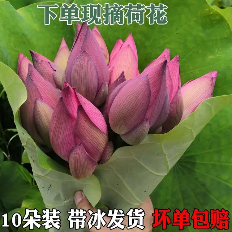 顺丰荷花带花苞发货新鲜荷花夏季采摘莲花花骨朵荷花食用级荷花