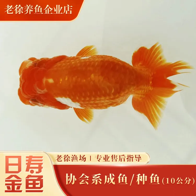 【活体】日寿金鱼协会系成鱼/可做种鱼（10公分+）精品观赏鱼
