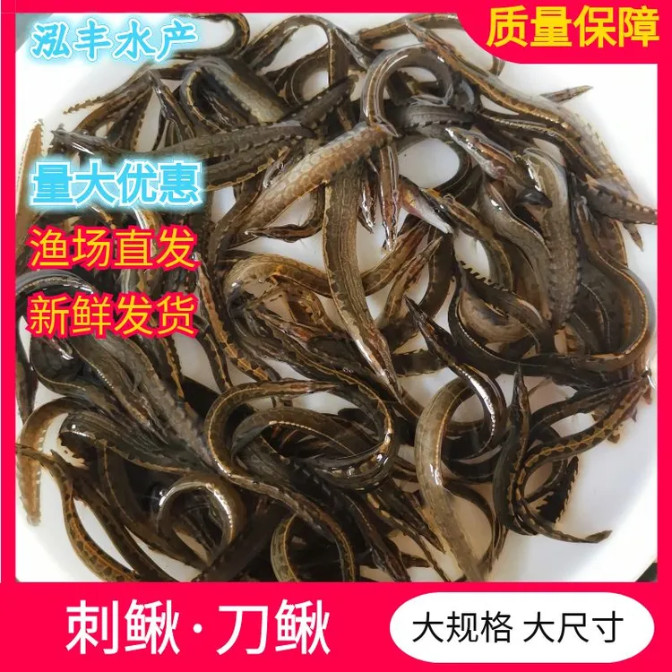 中华大刺鳅鱼  刀鳅苗 沙鳅鱼 钢鳅 刀鳅 石锥  猪麻锯宠物观赏鱼