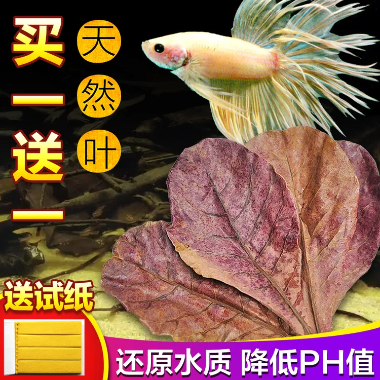 榄仁叶斗鱼懒人叶鱼缸降酸PH值调节剂水族液态乌龟橄榄叶茶包低