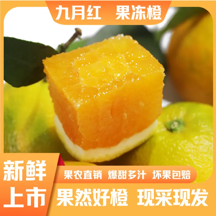 [支书推荐]重庆市忠县全福品九月红脐橙现摘现发汁多肉厚清甜美味