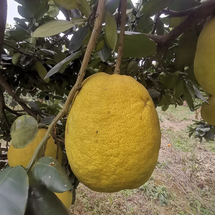 菊花芯柚 张家界特产