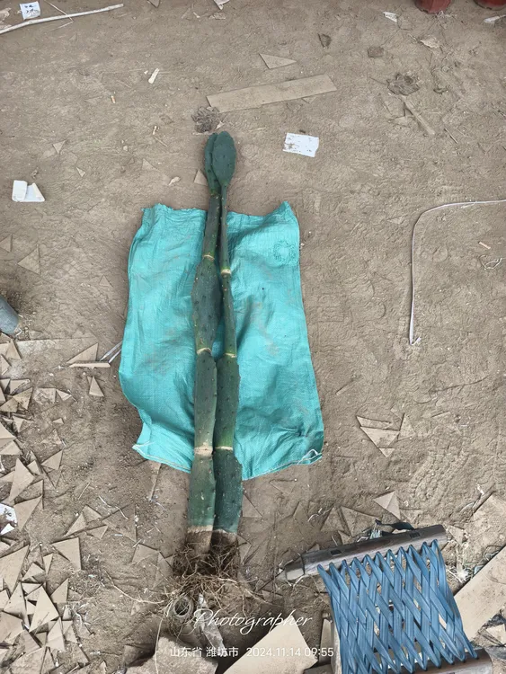 五层仙人掌两颗脱土发货