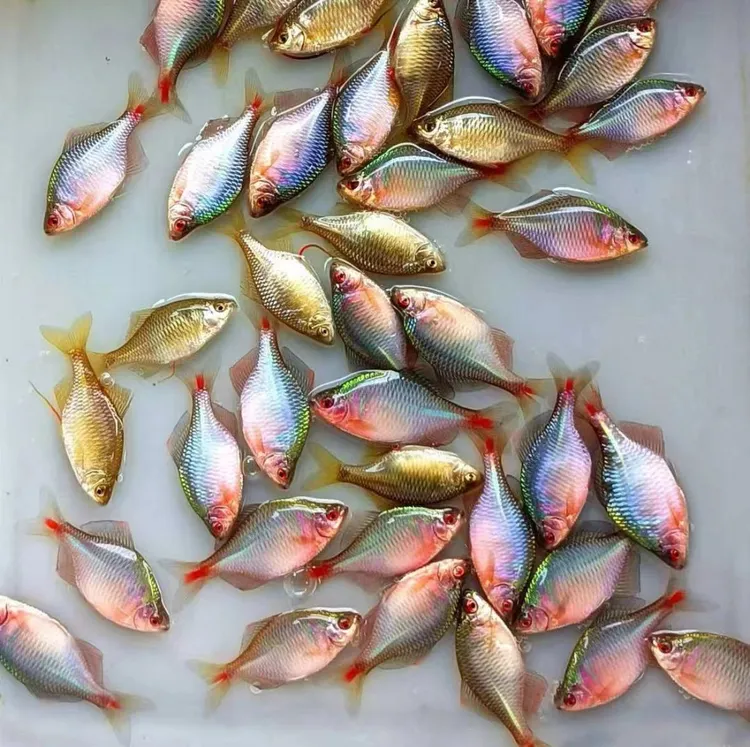 七彩鳑鲏冷水观赏原生鱼好养耐活小型淡水除丝藻群冷水鱼观赏鱼